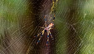 Preview wallpaper spider, insect, cobweb, threads, macro