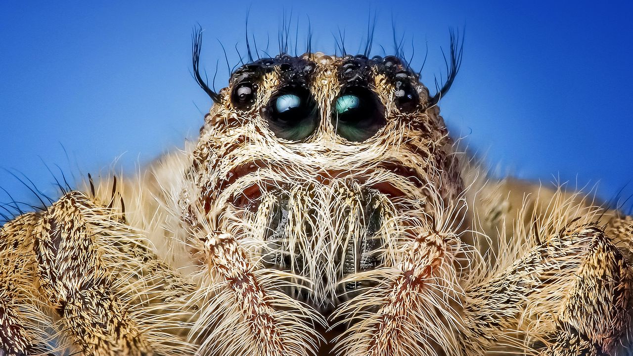 Wallpaper spider, insect, eyes, close-up