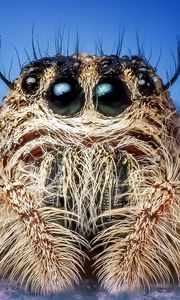 Preview wallpaper spider, insect, eyes, close-up