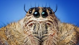 Preview wallpaper spider, insect, eyes, close-up