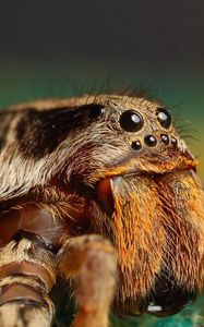 Preview wallpaper spider, insect, eyes, paws, fur