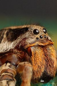 Preview wallpaper spider, insect, eyes, paws, fur