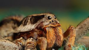 Preview wallpaper spider, insect, eyes, paws, fur