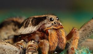 Preview wallpaper spider, insect, eyes, paws, fur