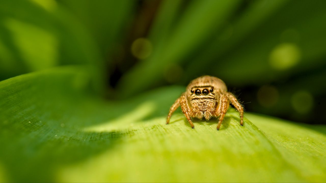 Wallpaper spider, insect, leaf, macro, blur