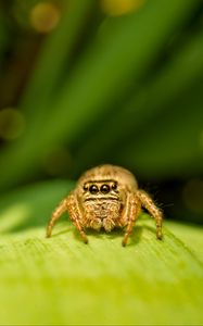 Preview wallpaper spider, insect, leaf, macro, blur