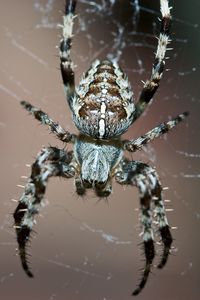 Preview wallpaper spider, insect, legs, small