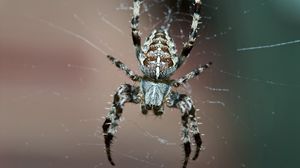 Preview wallpaper spider, insect, legs, small