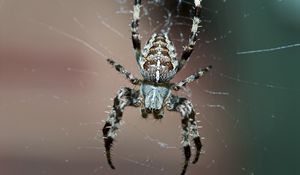 Preview wallpaper spider, insect, legs, small