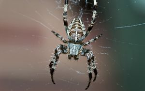 Preview wallpaper spider, insect, legs, small