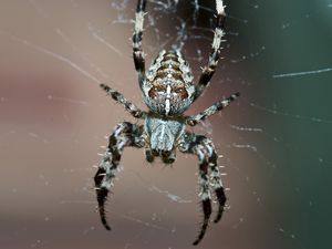 Preview wallpaper spider, insect, legs, small