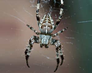 Preview wallpaper spider, insect, legs, small