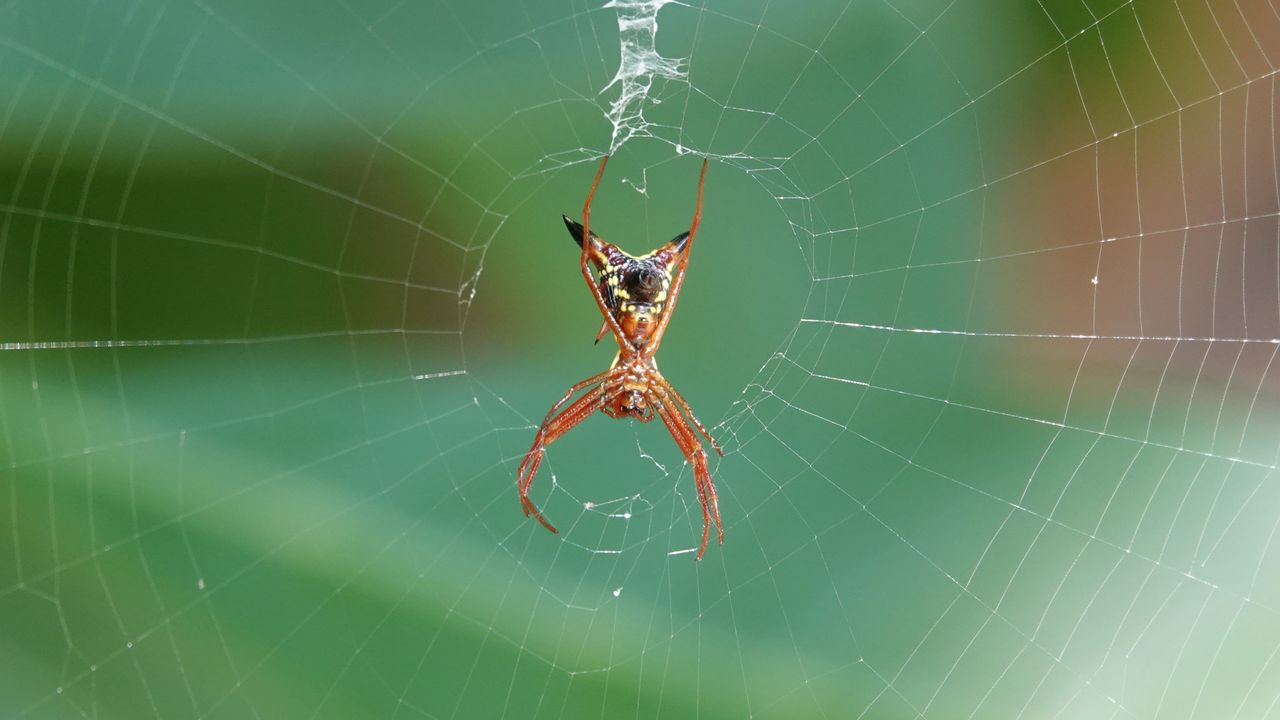 Wallpaper spider, insect, macro, web