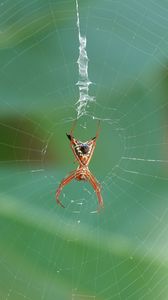 Preview wallpaper spider, insect, macro, web