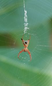 Preview wallpaper spider, insect, macro, web