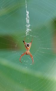 Preview wallpaper spider, insect, macro, web