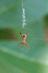 Preview wallpaper spider, insect, macro, web