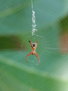 Preview wallpaper spider, insect, macro, web