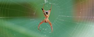 Preview wallpaper spider, insect, macro, web