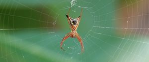 Preview wallpaper spider, insect, macro, web