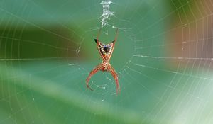 Preview wallpaper spider, insect, macro, web