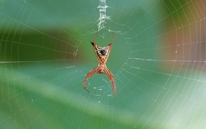 Preview wallpaper spider, insect, macro, web