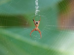 Preview wallpaper spider, insect, macro, web