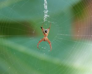 Preview wallpaper spider, insect, macro, web