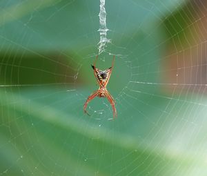 Preview wallpaper spider, insect, macro, web