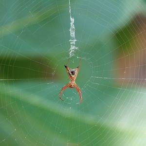 Preview wallpaper spider, insect, macro, web