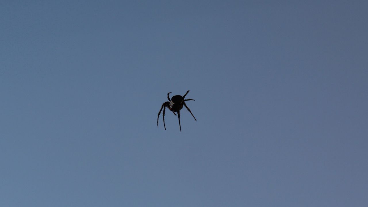Wallpaper spider, insect, shadow