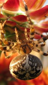 Preview wallpaper spider, large, flower, crawl
