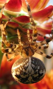 Preview wallpaper spider, large, flower, crawl