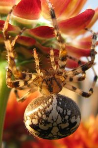 Preview wallpaper spider, large, flower, crawl