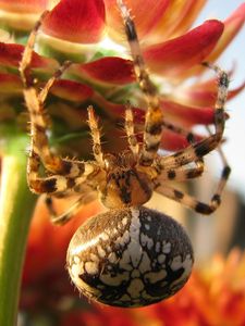 Preview wallpaper spider, large, flower, crawl