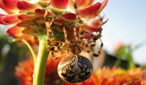 Preview wallpaper spider, large, flower, crawl