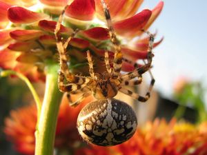 Preview wallpaper spider, large, flower, crawl