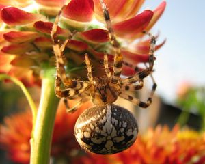 Preview wallpaper spider, large, flower, crawl