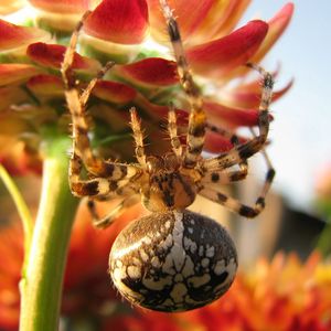 Preview wallpaper spider, large, flower, crawl