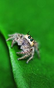 Preview wallpaper spider, leaf, light, surface, eyes
