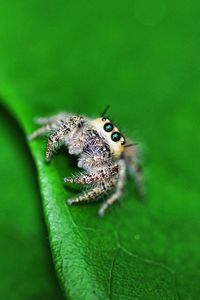 Preview wallpaper spider, leaf, light, surface, eyes