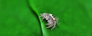 Preview wallpaper spider, leaf, light, surface, eyes