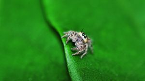Preview wallpaper spider, leaf, light, surface, eyes