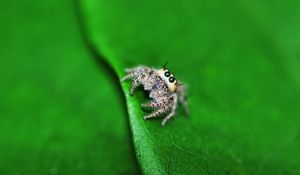 Preview wallpaper spider, leaf, light, surface, eyes