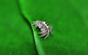 Preview wallpaper spider, leaf, light, surface, eyes