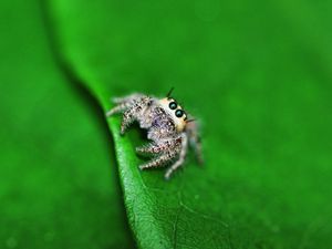 Preview wallpaper spider, leaf, light, surface, eyes