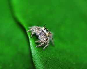 Preview wallpaper spider, leaf, light, surface, eyes