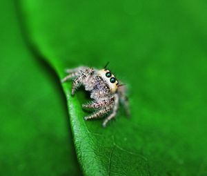 Preview wallpaper spider, leaf, light, surface, eyes