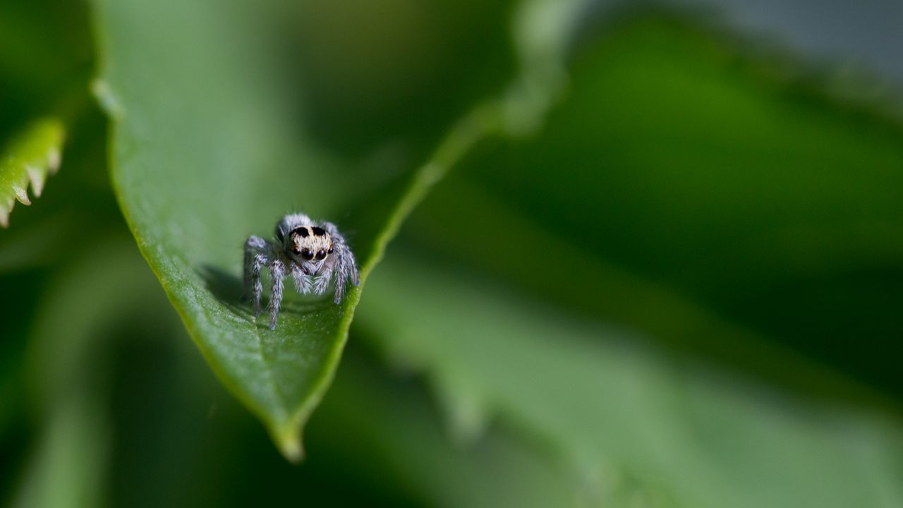 Wallpaper spider, leaf, macro, blur