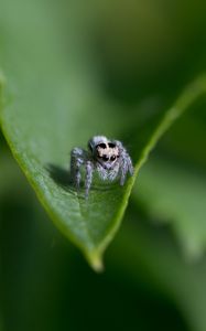 Preview wallpaper spider, leaf, macro, blur